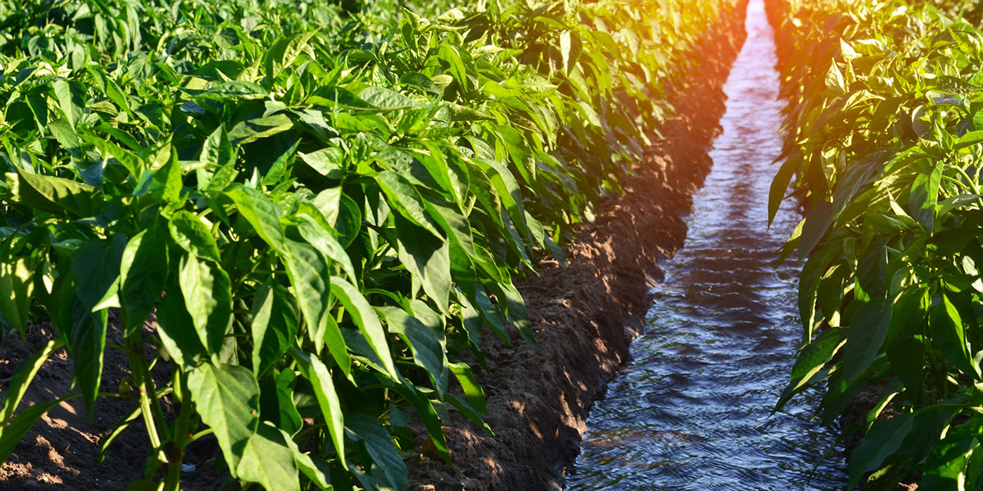 Flowing water used for growing crops.